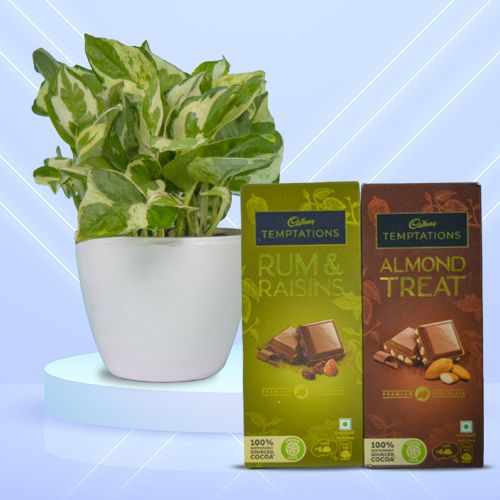 Air Purifying Golden Pothos Plant n Tempting Chocolates Duo